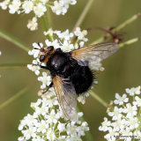 Giant Tachinid Fly (Tachina grossa)