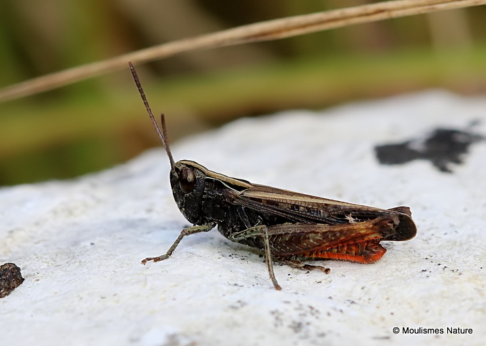 Woodland Grasshopper (Omocestus rufipes) M
