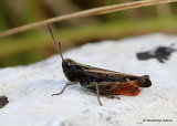 Woodland Grasshopper (Omocestus rufipes) M
