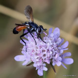 Tachinid fly sp, Cylindromyia sp.