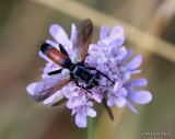 Tachinid fly sp, Cylindromyia sp.