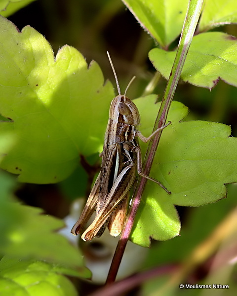 Elegant Straw Grasshopper (Euchorthippus elegantulus) F