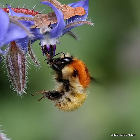 Carder-bee (Bombus) sp.