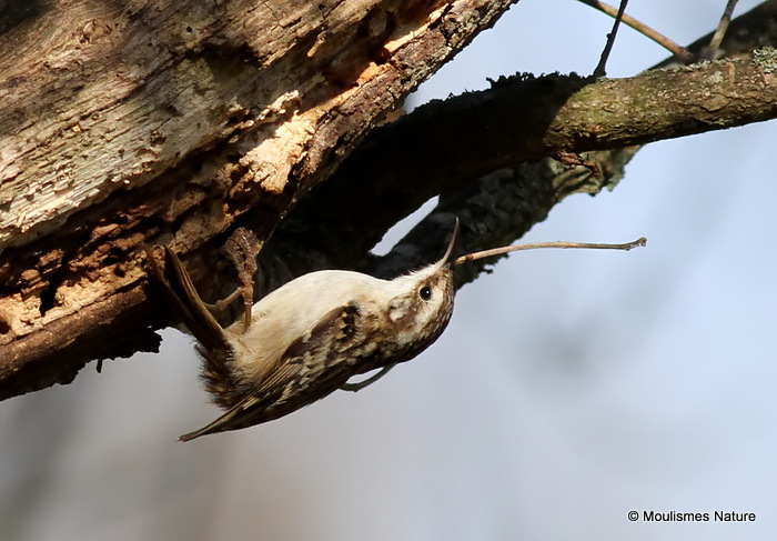 Short-toed Treecreeper (Certhia brachydactyla)