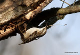Short-toed Treecreeper (Certhia brachydactyla)