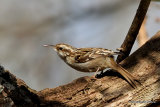 Short-toed Treecreeper (Certhia brachydactyla)