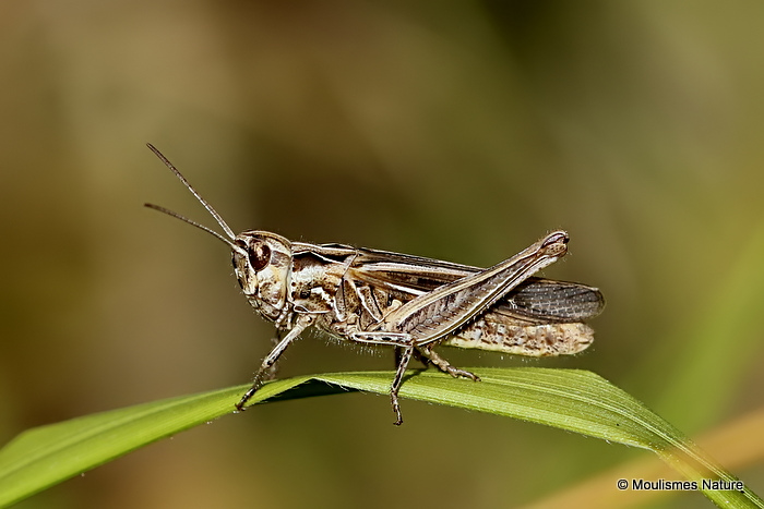 Common Field Grasshopper (Chorthippus b. brunneus) M