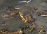 Scarlet Darter (Crocothemis erythraea) F