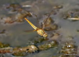Scarlet Darter (Crocothemis erythraea) F