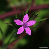 Dianthus armeria, Deptford Pink
