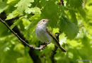 Bonelli's Warbler (Phylloscopus bonelli)