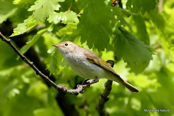 Bonelli's Warbler (Phylloscopus bonelli)
