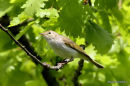 Bonelli's Warbler (Phylloscopus bonelli)