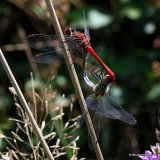 Ruddy Darters (Sympetrum sanguineum)