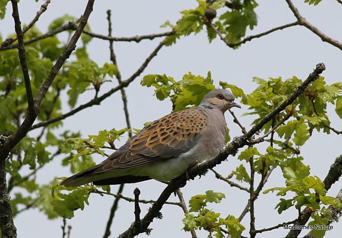 European Turtle Dove (Streptopelia turtur)