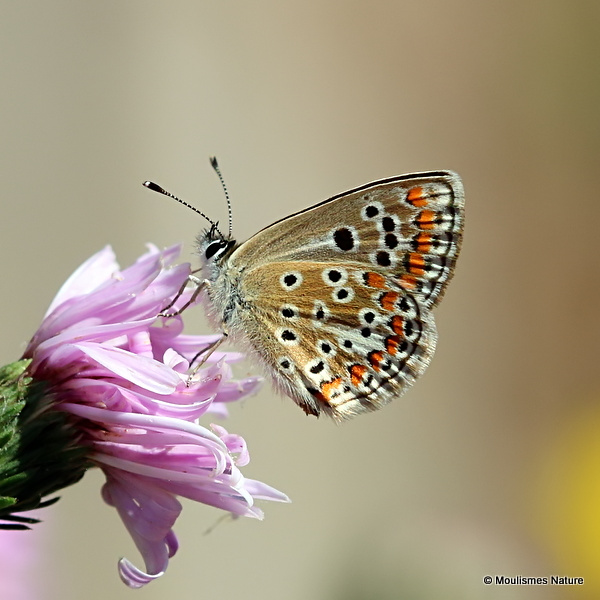 Brown Argus (Aricia agestis)