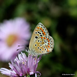 Brown Argus (Aricia agestis)