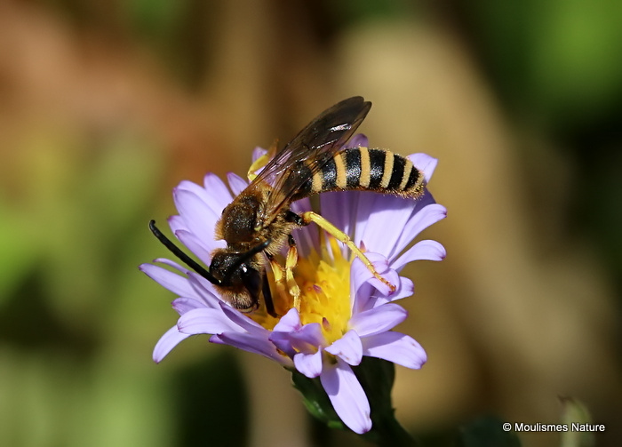 Great Banded Furrow Bee (Halictus scabiosae) M