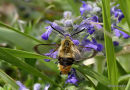 Narrow-bordered Bee Hawkmoth (Hemaris tityus)