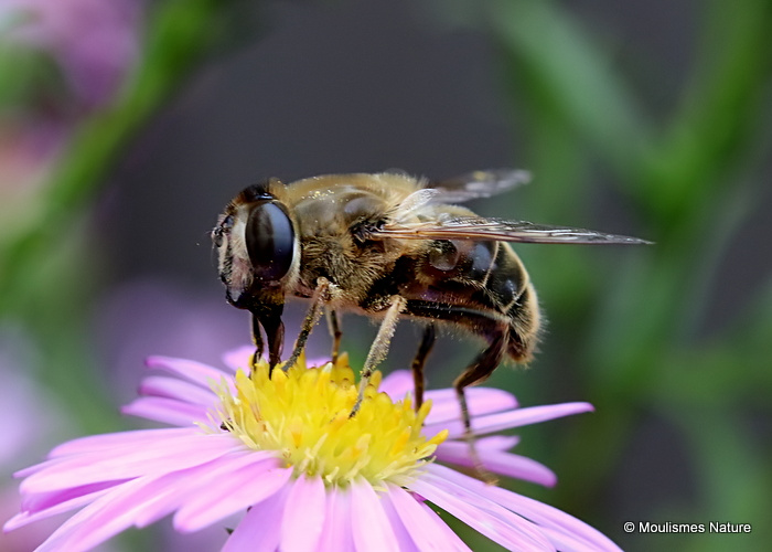 Eristalis tenax (Stripe-eyed Dronefly) F