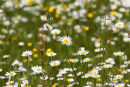 L. vulgare, Ox-eye Daisies