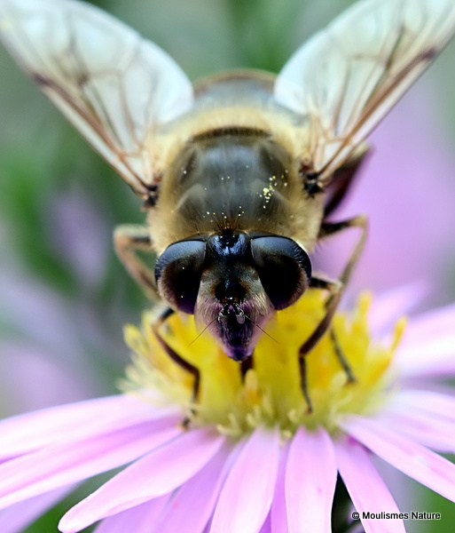 Eristalis tenax (Stripe-eyed Dronefly) F