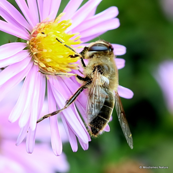 Eristalis tenax (Stripe-eyed Dronefly) F