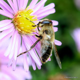 Eristalis tenax (Stripe-eyed Dronefly) F