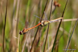 Southern Darters (Sympetrum meridionale)