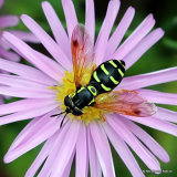 Chrysotoxum festivum (Beaded Chrysotoxum) F