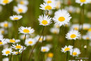 L. vulgare, Ox-eye Daisies