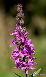 Lythrum salicaria, Purple Loosestrife