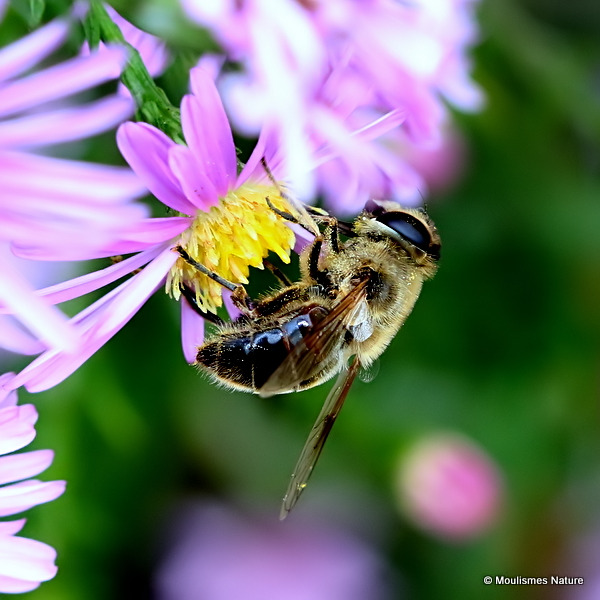 Eristalis similis (Glass-winged Dronefly) F