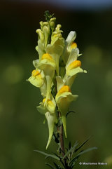 Linaria vulgaris, Common Toadflax