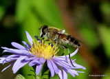 Eristalis similis (Glass-winged Dronefly) F