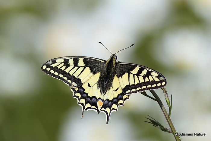 Swallowtail (Papilio machaon)