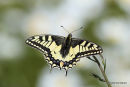 Swallowtail (Papilio machaon)