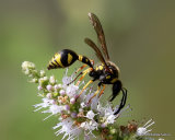 Eumenes sp. (Vespidae)