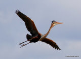 Purple Heron (Ardea purpurea) Ad, Héron pourpré