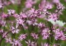 Lychnis flos-cuculi, Ragged Robin