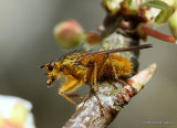 Yellow Dung Fly (Scathophaga stercoraria) M