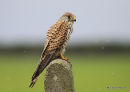 Common Kestrel (Falco tinnunculus) female