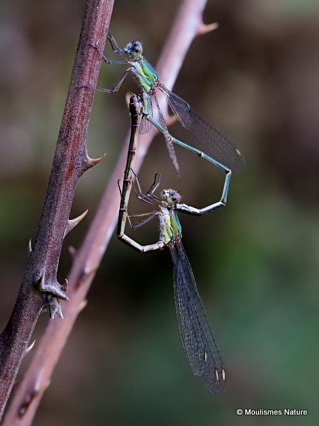 Willow Emerald Damselflies (Lestes viridis)