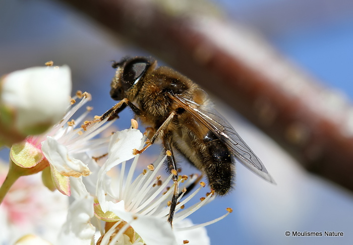 Eristalis pertinax (Tapered Dronefly)