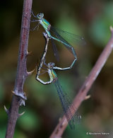 Willow Emerald Damselflies (Lestes viridis)