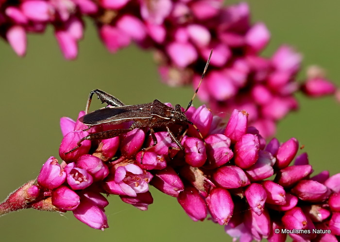 Broad-headed Bug (Camptopus lateralis)