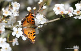 Large Tortoiseshell (Nymphalis polychloros)