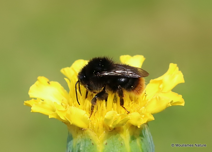 Red-shanked Carder Bee (Bombus ruderarius)