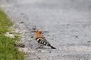 Eurasian Hoopoe (Upupa epops)