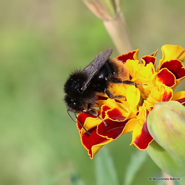 Red-shanked Carder Bee (Bombus ruderarius)